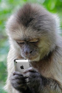 Создать мем: обезьянка с телефоном, веселые животные, животные обезьяны