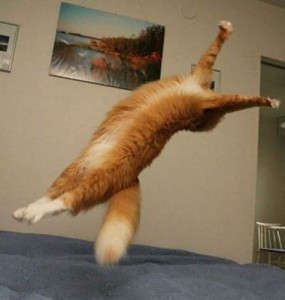 Create meme: cats are funny when they are falling, funny videos about cats, the morning of September 1