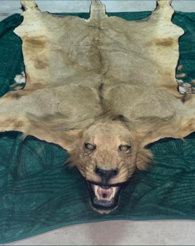 Create meme: lion skin, animal skins, carpet made of hide