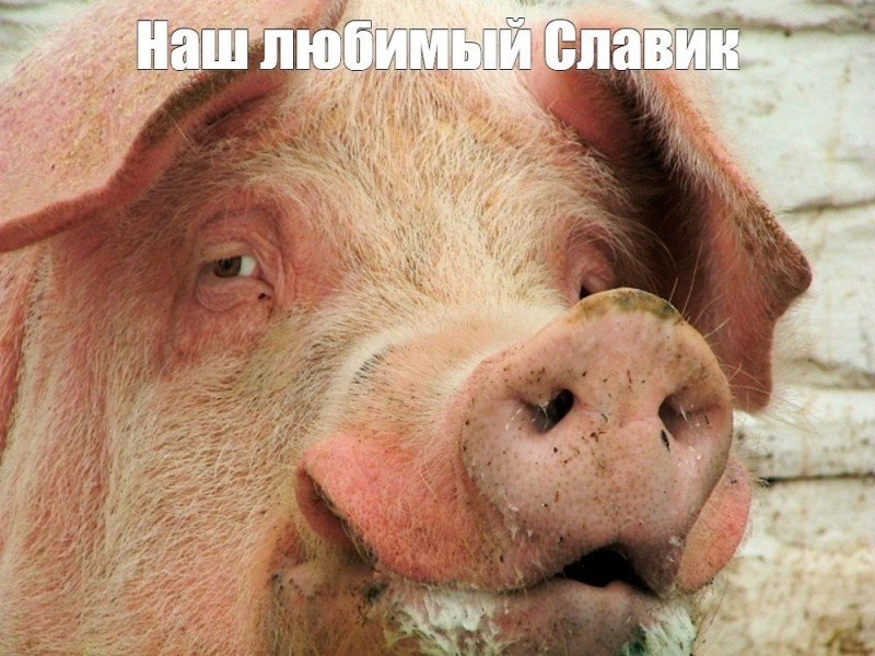 Создать мем: свинья смешная, жирная свинья, хряк
