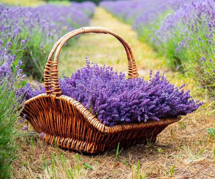 Create meme: lavender in the field, lavender sage heather, lavender field