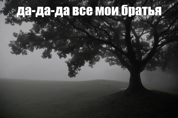Создать мем: серые деревья из мема, деревья в тумане, дуб в тумане