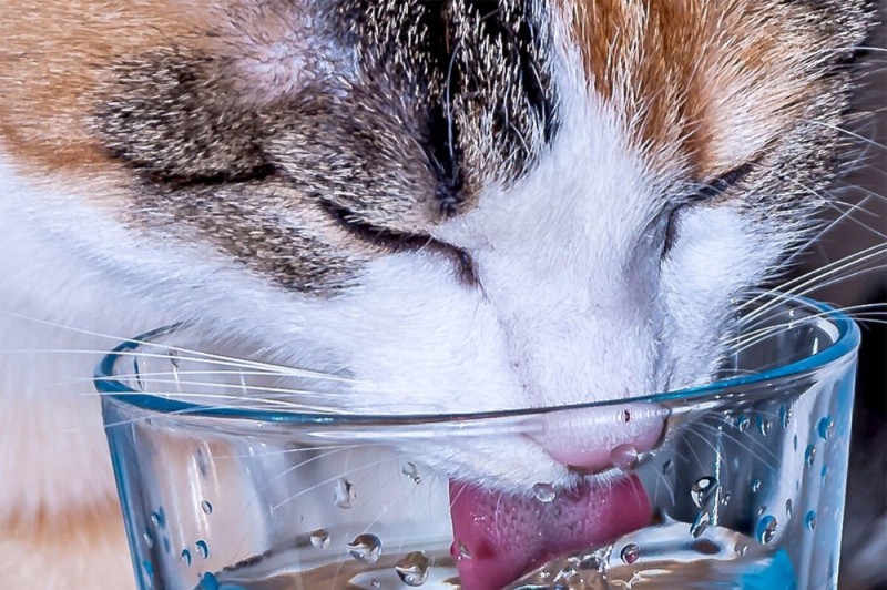 Create meme: the cat drinks water, the cat drinks, cat drinks water