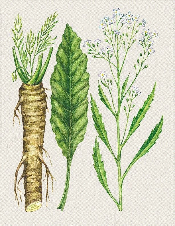 Create meme: horseradish armoracia rusticana, horseradish plant, the cruciferous horseradish family