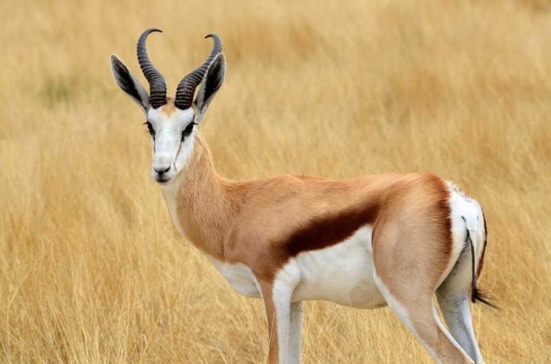 Create meme: gazelle gazelle, Gazelle antelope, antelope gazelle