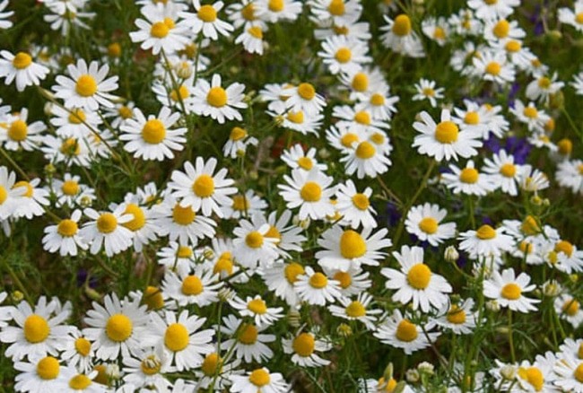 Create meme: chamomilla (chamomilla) chamomile pharmacy, matricaria hamomilla, flower matricaria hamomilla