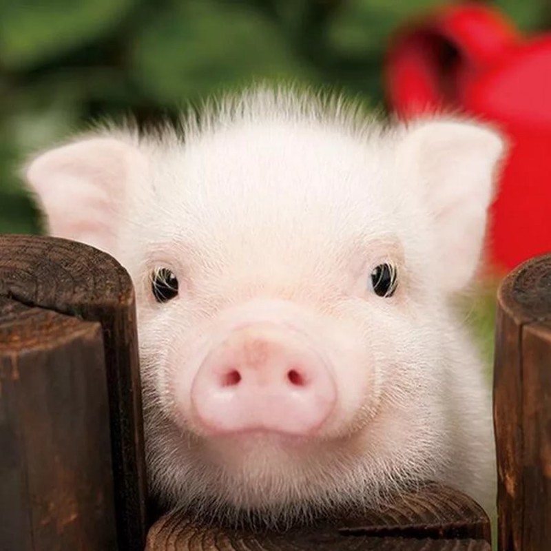 Create meme: mini pig, little pig, piglets mini piggies