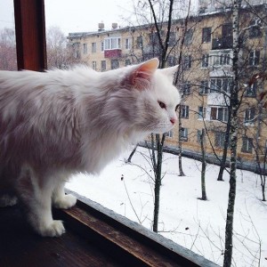 Create meme: white Siberian cat photo