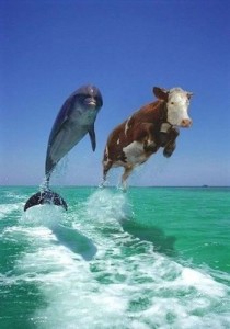 Create meme: a Dolphin and a cow jumping out of the water, animals funny, Dolphin and cow