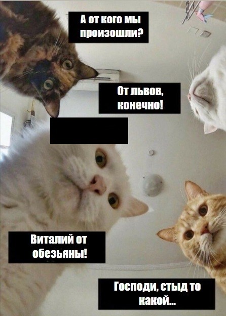Создать мем: наташа и коты мемы, котик мем, мемы котики