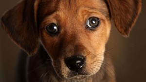Создать мем: собачка с добрыми глазами картинки, портрет собаки, милые собаки