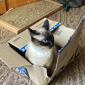 Create meme: cat in box, Siamese cat, cat