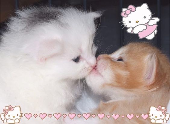 Create meme: kissing kittens, kissing cats, I love you kitten