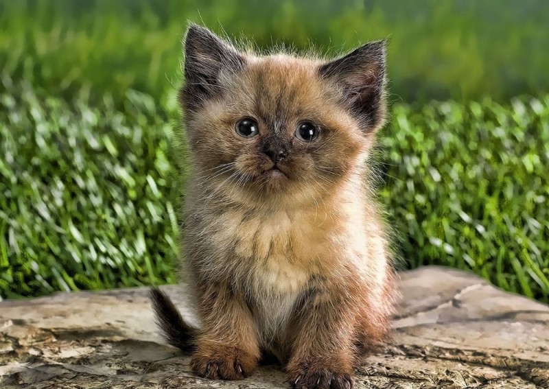 Create meme: cute cats , cute kittens, little cat