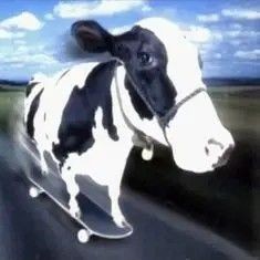 Create meme: cows and bulls, cow milk, cow 