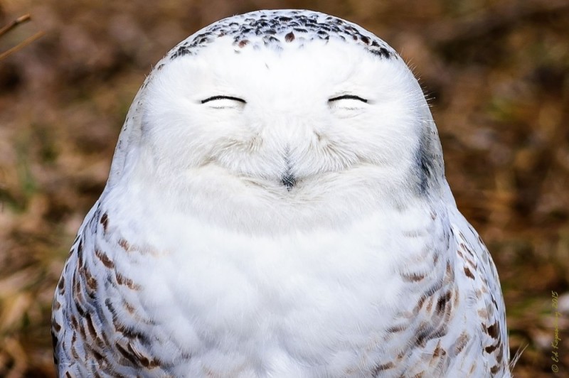 Create meme: white owl, smiling owl , funny owls