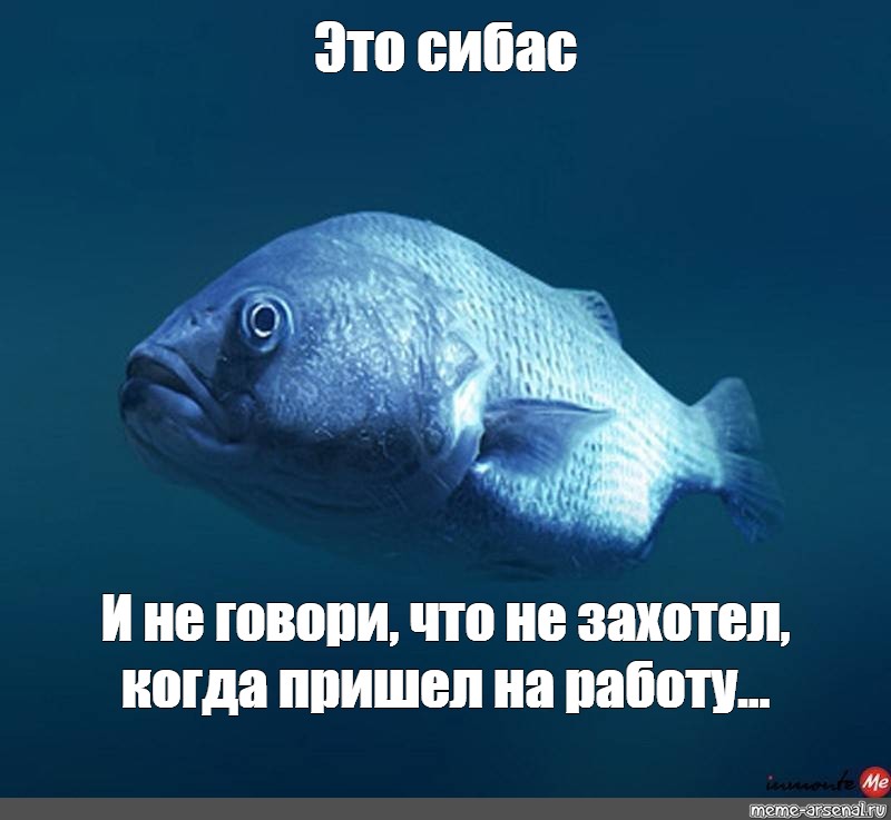 Хочу сибаса. Мемы про рыбалку. Рыба Мем. Мемы с рыбами. Сибас Мем.