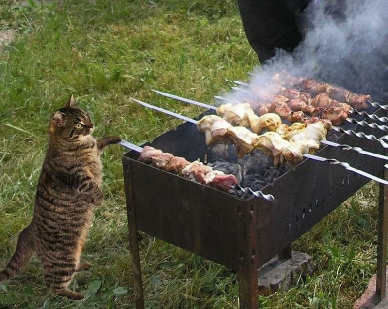 Create meme: nature kebabs, a cat with a barbecue, kebab 