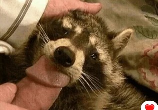 Create meme: enotik , raccoon , pet raccoon