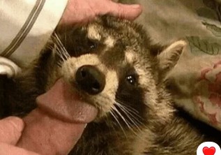 Создать мем: енотик, raccoon, домашний енот