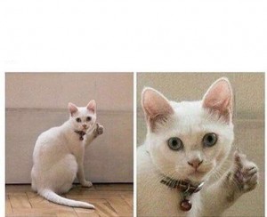 Создать мем: attitude, creepy cat, cat