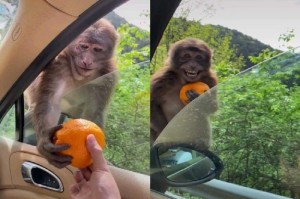 Создать мем: улыбающаяся обезьянка, обезьянки, улыбка обезьяны