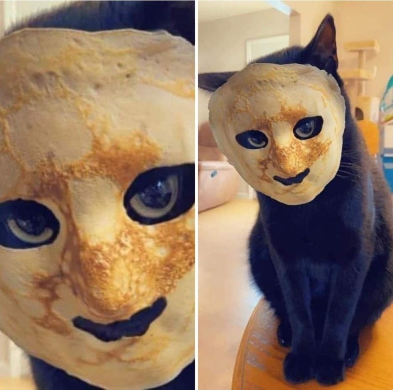 Create meme: the cat with the pancakes , a cat with a pancake on its face, cute cat in bread meme