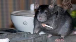 Create meme: rats, rats home, a rat with a cigarette
