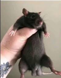 Create meme: male rats, rat