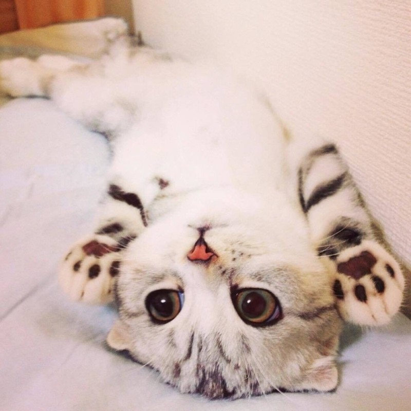 Create meme: the most cute cats , nyashnye seals , cute cat