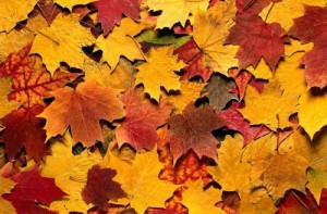 Create meme: leaves, goodbye autumn, fall is here