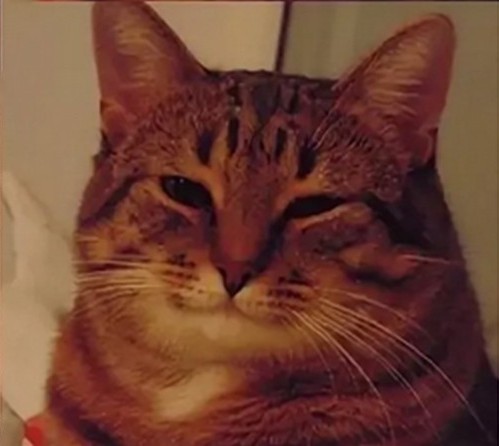 Create meme: happy cat, happy cat meme, smiling cat meme