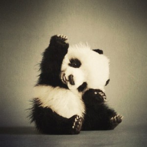 Create meme: panda bear, cute animal, cute animals