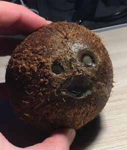 Create meme: coconuts, coconut, hairy coconut