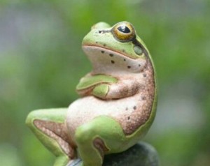Создать мем: жаба с ушами, взбешённая лягушка, лягушка аватарка