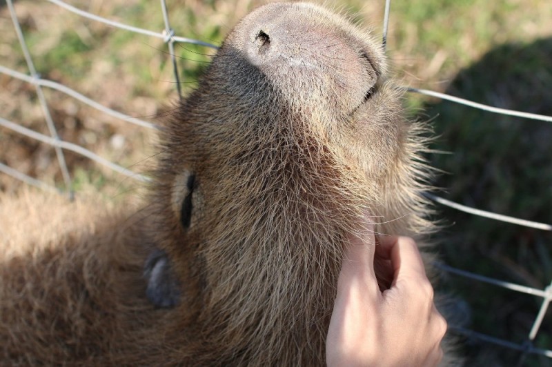 Create meme: rodent capybara, big capybara guinea pig, capybara animal