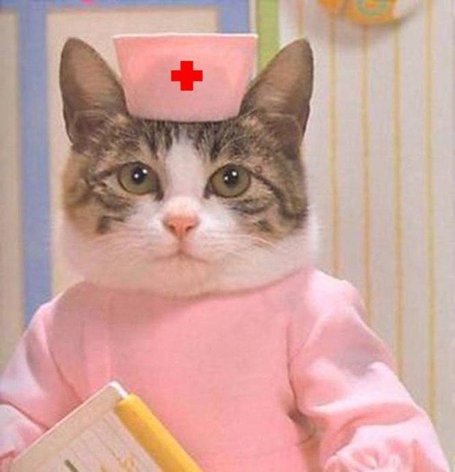 Create meme: the cat doctor, doctor cat, cat nurse