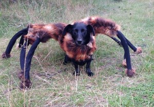 Создать мем: mutant giant spider dog, собака паук, собака в костюме паука