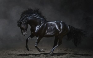 Create meme: horse, black horse