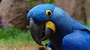 Create meme: Ara speaks, blue macaw, macaw parrot photo