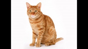Create meme: red cat, cat on white background, cat