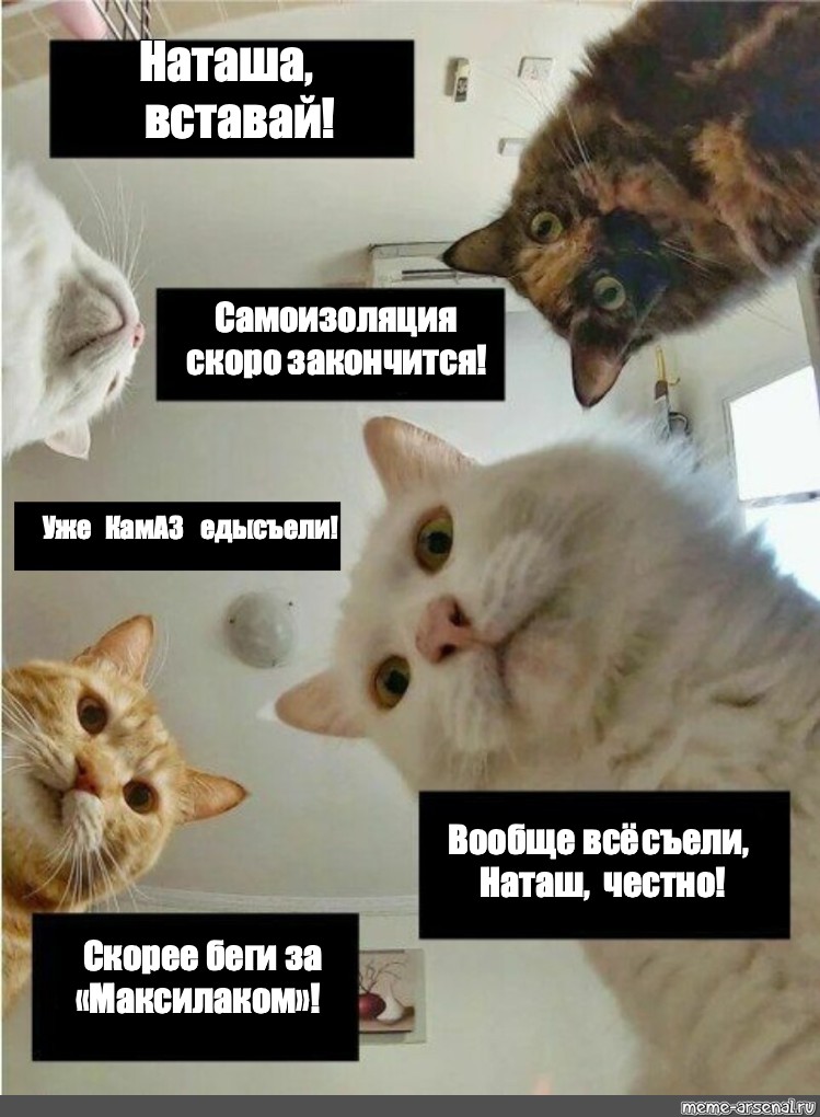 4 утра наташ вставай. Мемы с котами. Мемы про котов. Кот Мем. Мемы с котами Наташа вставай.