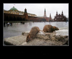 Создать мем: на красной площади, рыжая крыса пасюк, кремль