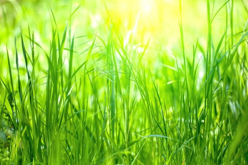 Create meme: grass for the lawn, grass background for presentation, background green grass