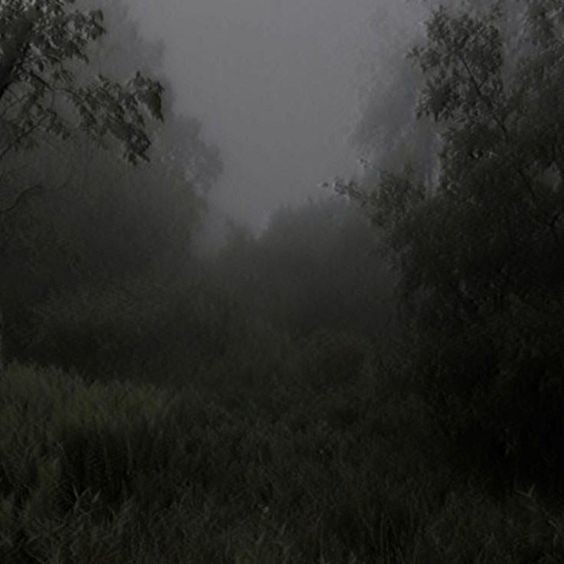 Create meme: fog field, fog in the forest, background fog