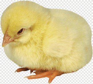 Создать мем: красивые курицы цыплята на белом фоне, цыпленок на белом фоне, кобб 500