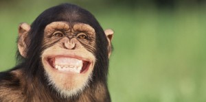 Create meme: the emotions of the apes, smile monkey, chimpanzees