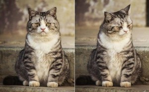 Create meme: cat, cat sad, cat