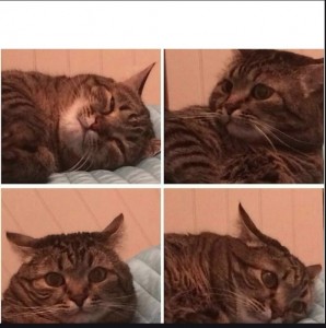 Создать мем: мемы про котэ, кот щурится мем, кот кот
