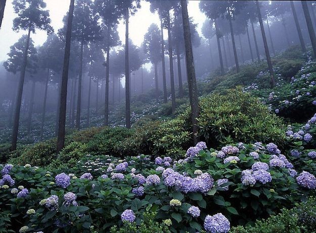 Создать мем: леса в японии, цветущий лес, цветы